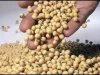Soja en grano - Importaciones RJ Africa
